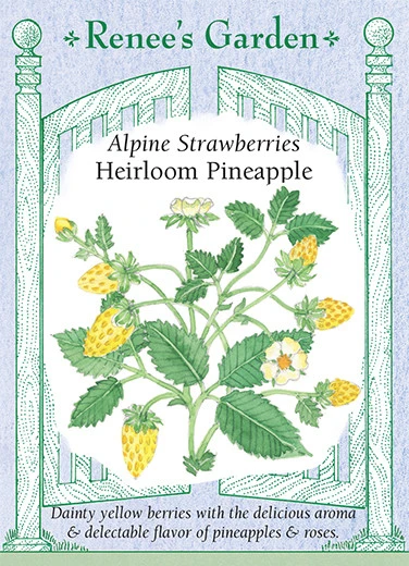 RG Strawberry Alpine Pineapple
